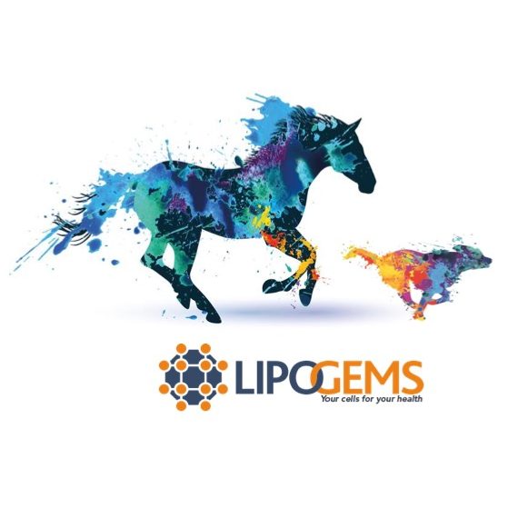 Lipogems in medicina veterinaria